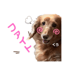 愛犬くうたん『2』（個別スタンプ：10）