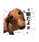 愛犬くうたん『2』（個別スタンプ：12）