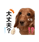 愛犬くうたん『2』（個別スタンプ：13）