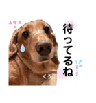 愛犬くうたん『2』（個別スタンプ：14）