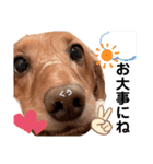 愛犬くうたん『2』（個別スタンプ：15）