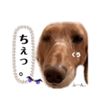 愛犬くうたん『2』（個別スタンプ：17）
