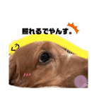 愛犬くうたん『2』（個別スタンプ：18）