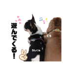 愛犬くうたん『2』（個別スタンプ：19）