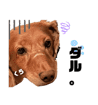 愛犬くうたん『2』（個別スタンプ：20）