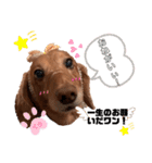 愛犬くうたん『2』（個別スタンプ：21）