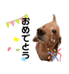 愛犬くうたん『2』（個別スタンプ：23）