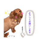 愛犬くうたん『2』（個別スタンプ：24）