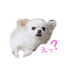 momoちゃんスタンプ♡（個別スタンプ：5）