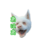 めはまどchannel（個別スタンプ：1）