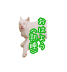 めはまどchannel（個別スタンプ：4）