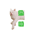 めはまどchannel（個別スタンプ：6）