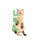 めはまどchannel（個別スタンプ：9）