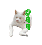 めはまどchannel（個別スタンプ：10）