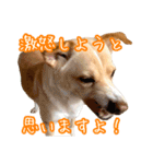 めはまどchannel（個別スタンプ：17）
