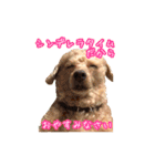 めはまどchannel（個別スタンプ：24）