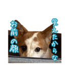 めはまどchannel（個別スタンプ：36）