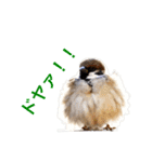 かわいい野鳥スタンプ（個別スタンプ：5）