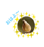 かわいい野鳥スタンプ（個別スタンプ：8）