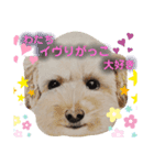 お友達ワンコ大集合2（個別スタンプ：1）