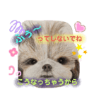 お友達ワンコ大集合2（個別スタンプ：3）