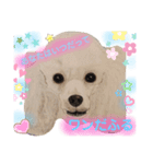 お友達ワンコ大集合2（個別スタンプ：4）
