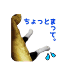 いつも心にハチワレを（個別スタンプ：8）
