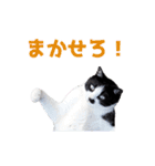 いつも心にハチワレを（個別スタンプ：9）