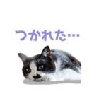 いつも心にハチワレを（個別スタンプ：10）