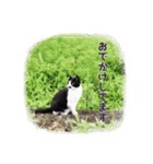 いつも心にハチワレを（個別スタンプ：12）