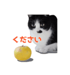 いつも心にハチワレを（個別スタンプ：14）