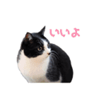 いつも心にハチワレを（個別スタンプ：15）
