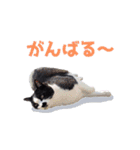 いつも心にハチワレを（個別スタンプ：17）