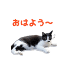 いつも心にハチワレを（個別スタンプ：18）