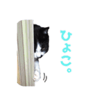 いつも心にハチワレを（個別スタンプ：19）