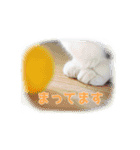 いつも心にハチワレを（個別スタンプ：21）
