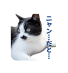 いつも心にハチワレを（個別スタンプ：22）