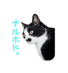 いつも心にハチワレを（個別スタンプ：23）