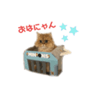 ペルシャ猫兄弟 ピョルとパール（個別スタンプ：1）