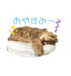 ペルシャ猫兄弟 ピョルとパール（個別スタンプ：2）