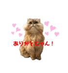 ペルシャ猫兄弟 ピョルとパール（個別スタンプ：4）