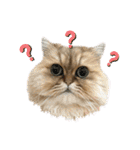 ペルシャ猫兄弟 ピョルとパール（個別スタンプ：5）