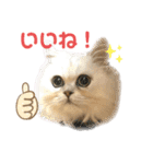 ペルシャ猫兄弟 ピョルとパール（個別スタンプ：6）