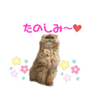 ペルシャ猫兄弟 ピョルとパール（個別スタンプ：7）