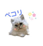 ペルシャ猫兄弟 ピョルとパール（個別スタンプ：9）