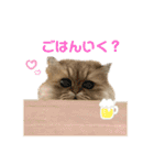 ペルシャ猫兄弟 ピョルとパール（個別スタンプ：10）