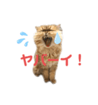 ペルシャ猫兄弟 ピョルとパール（個別スタンプ：11）