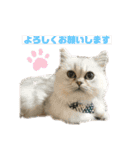 ペルシャ猫兄弟 ピョルとパール（個別スタンプ：14）