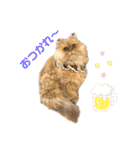 ペルシャ猫兄弟 ピョルとパール（個別スタンプ：15）