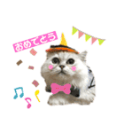 ペルシャ猫兄弟 ピョルとパール（個別スタンプ：16）